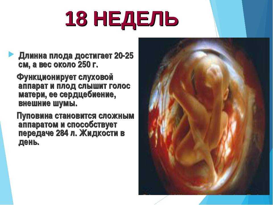 Пол ребенка на узи на 18 неделе беременности: фото, показатели, нормы
