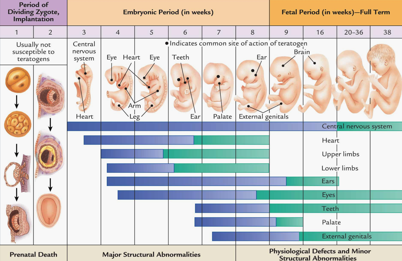 18 недель беременности развитие плода, ощущения, что происходит с малышом, фото ребенка