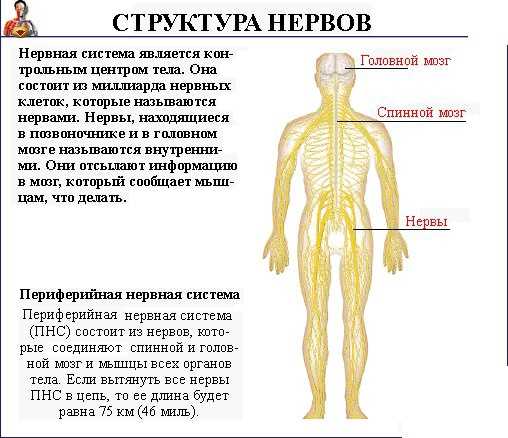 Загадки про части тела для детей: ручки, ножки, глазки, ушки