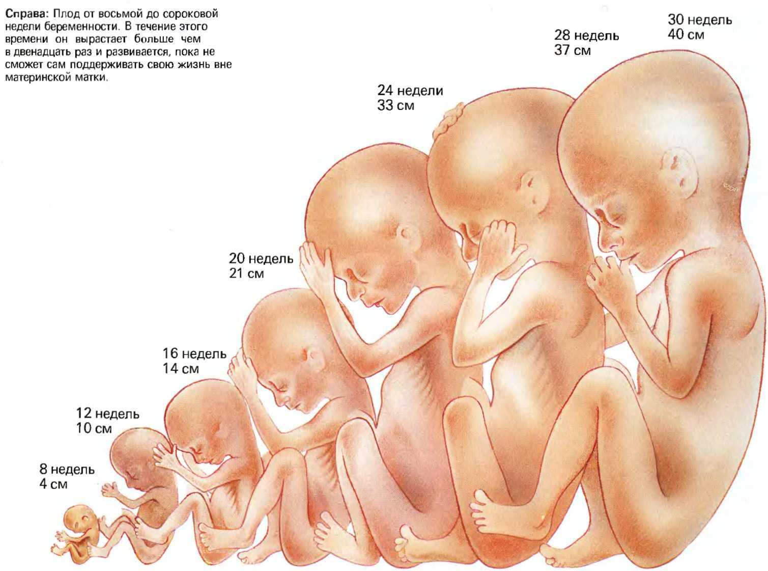 18 неделя беременности - мапапама.ру — сайт для будущих и молодых родителей: беременность и роды, уход и воспитание детей до 3-х лет