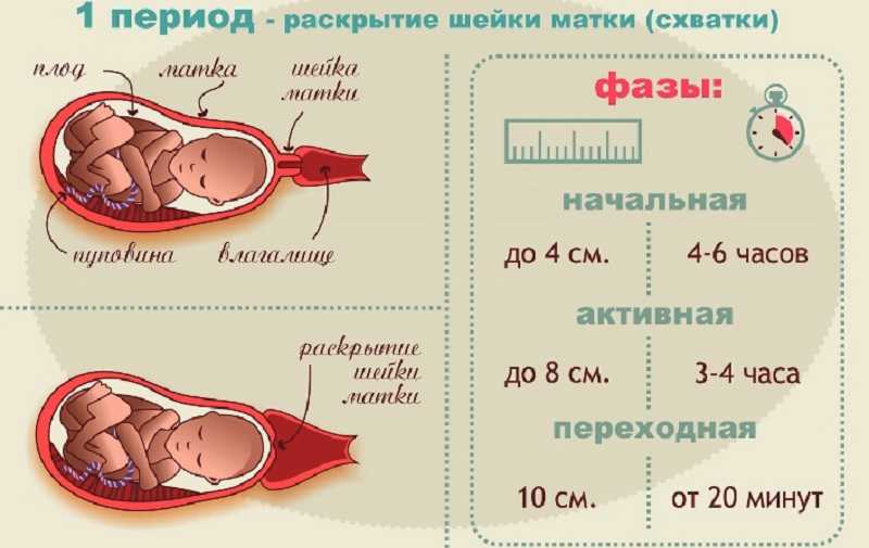 Как выглядит живот с 10 по 40 неделю беременности
