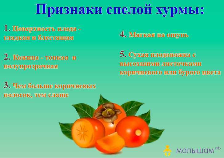 ᐉ можно ли беременным есть хурму? можно ли беременным хурму. чем полезна хурма для беременных - ➡ sp-kupavna.ru