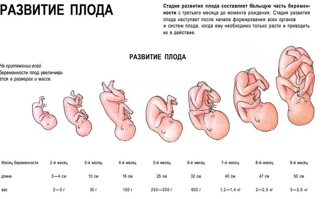 Особенности 32 недели беременности. вес и другие параметры плода на 32 неделе беременности