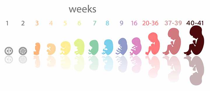 Сколько набирает малыш на последних неделях беременности - детская городская поликлиника №1 г. магнитогорска