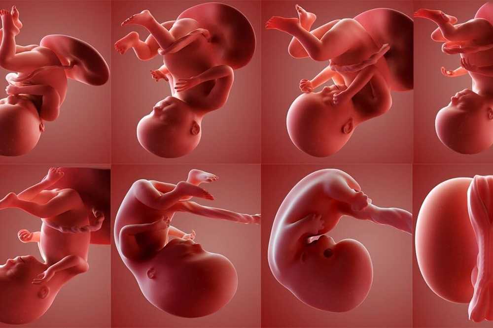 Мочевыделительная система при беременности