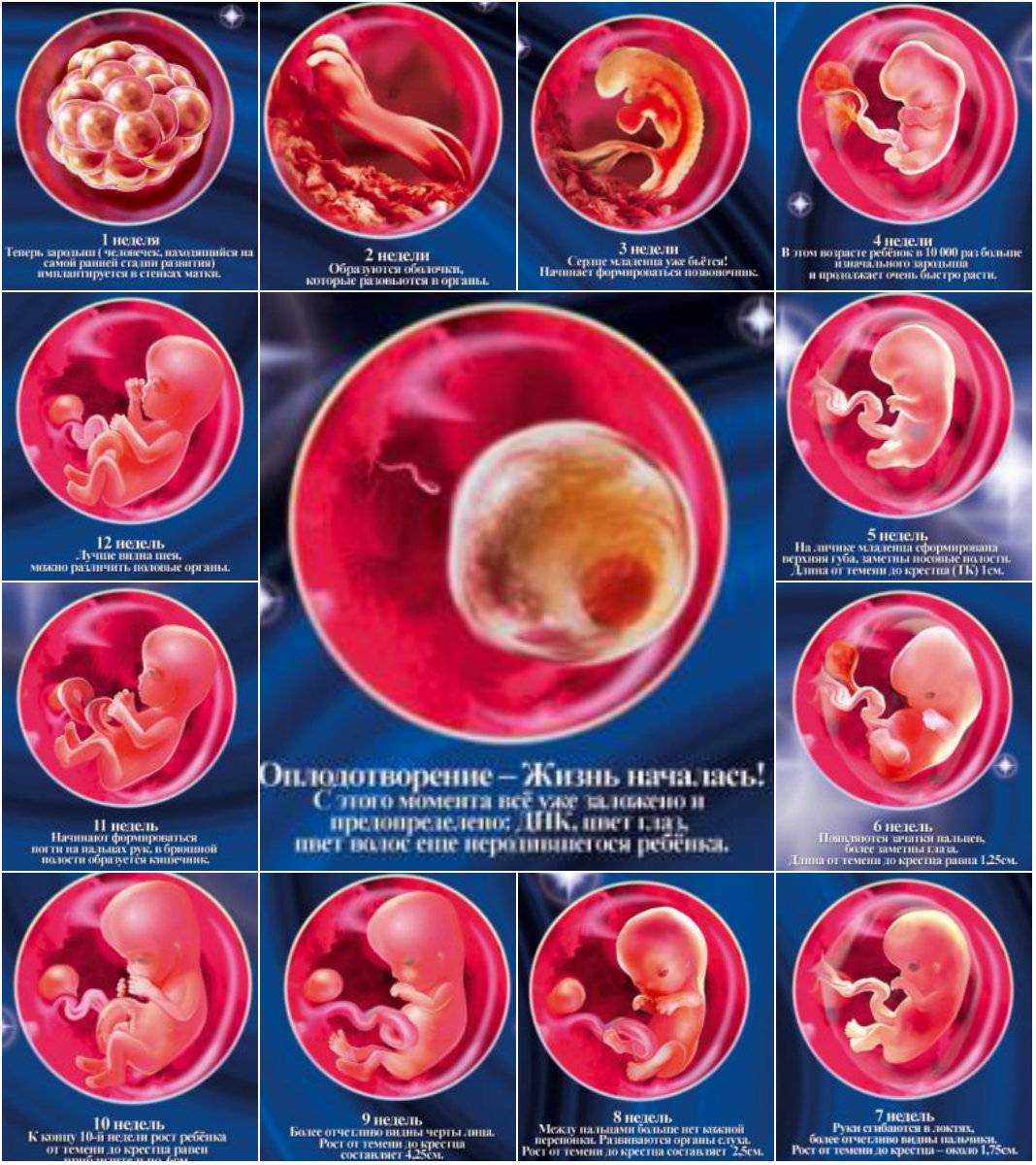 Внутриутробное развитие ребенка по неделям беременности - гбуз "усть-лабинская црб" мз кк