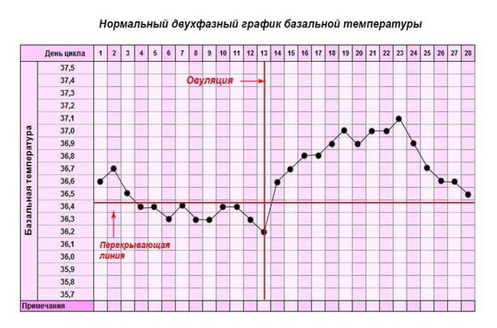 График бт при беременности. график базальной температуры до задержки с примерами. как измерить базальную температуру — беременность. беременность по неделям.