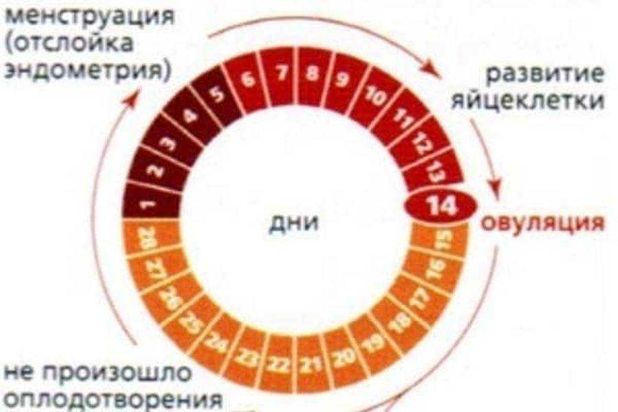 ᐉ через сколько дней наступает беременность. когда наступает беременность после полового акта. сперматозоды и беременность - ➡ sp-kupavna.ru
