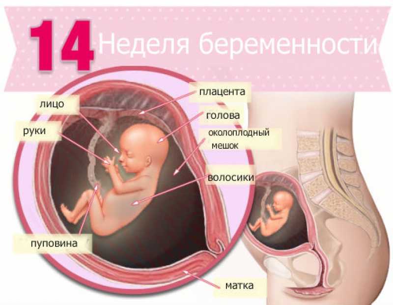 Узи в 13 недель беременности: показатели нормы, результаты, фото