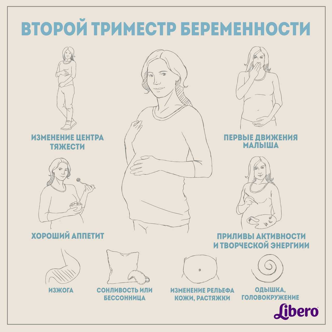 Строение и расположение органов при беременности