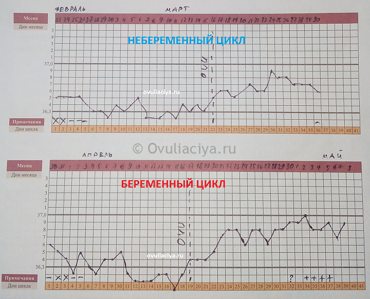Базальная температура при беременности на ранних сроках до задержки (график)