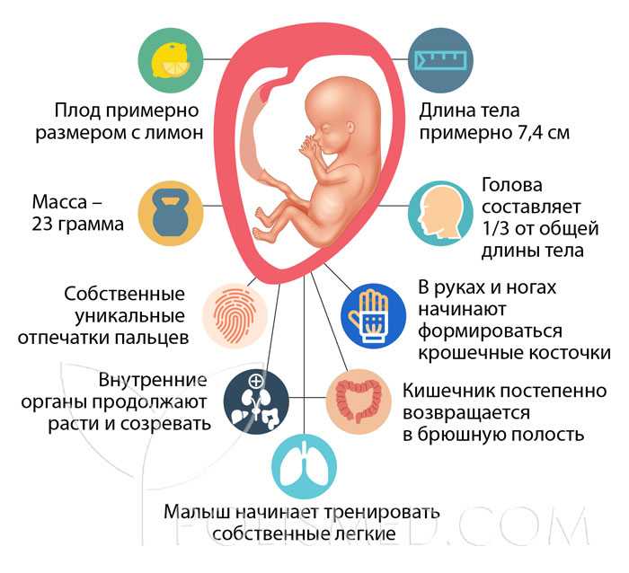 С 13 недели беременности изменяются пропорции тела ребенка , головка уже не такая большая по отношению к туловищу, как раньше Малыш становится более активным Узнайте больше о болях у мамы на 13 неделе беременности из этой статьи
