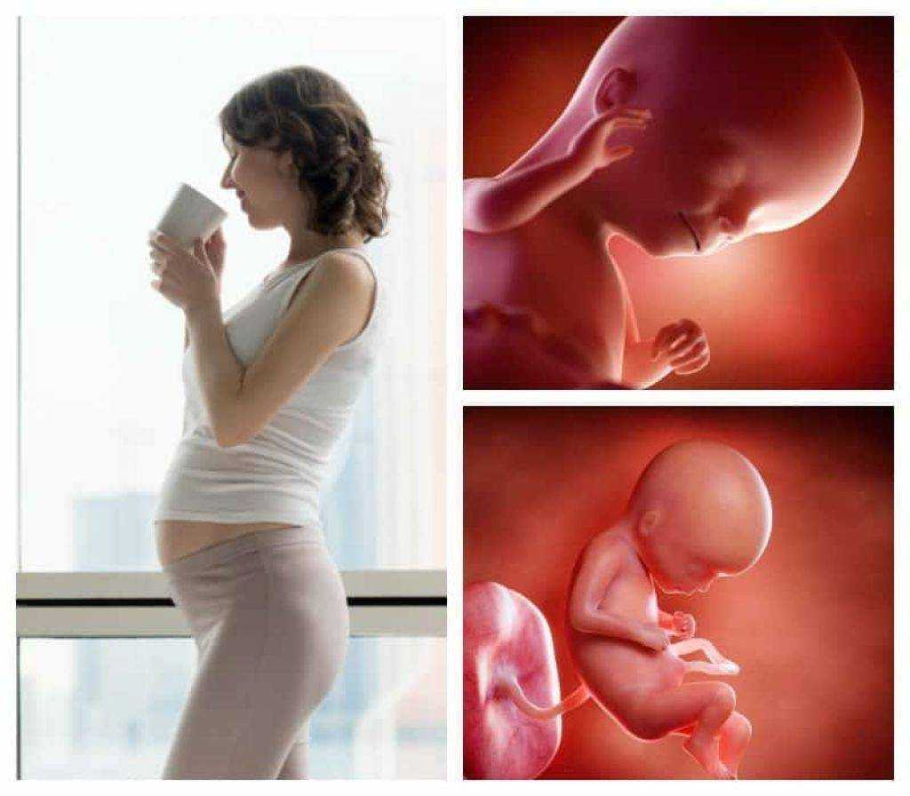 Что происходит с малышом и женщиной на 18 неделе беременности, фото живота и УЗИ плода Нормы развития, размеров ребенка и ощущения беременной на сроке в восемнадцать акушерских недель