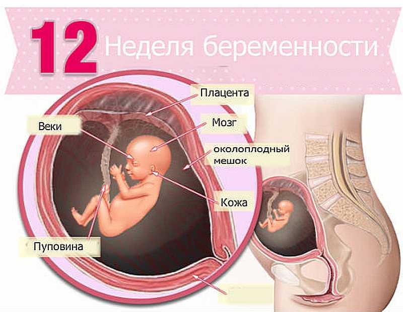 Календарь беременности. 18-я акушерская неделя