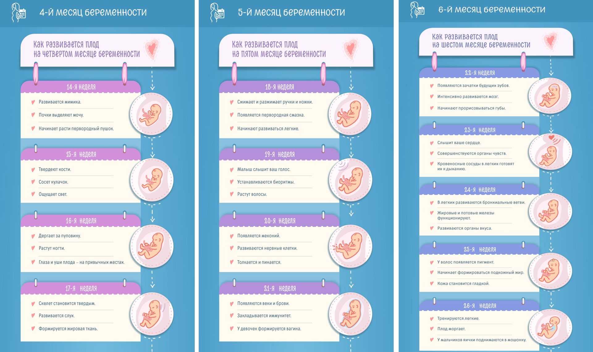 2 неделя беременности: что происходит после зачатия, ощущения, как выглядит эмбрион / mama66.ru