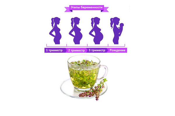 Чай с чабрецом при беременности: можно ли питье его беременным