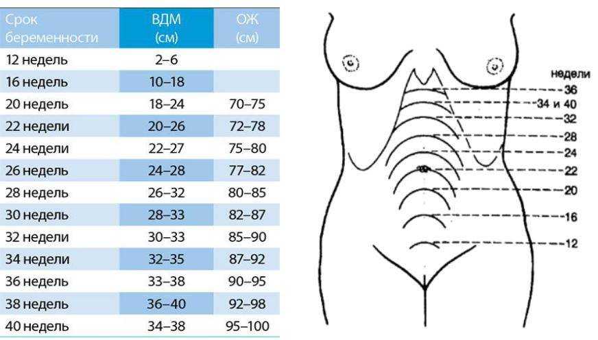 Начиная с 20 недели беременности акушер-гинеколог измеряет ВДМ высоту дна матки или ВСМ высоту стояния матки Разберемся, как ВДМ указывает на соответствие размеров матки сроку беременности и на благополучное внутриутробное развитие плода