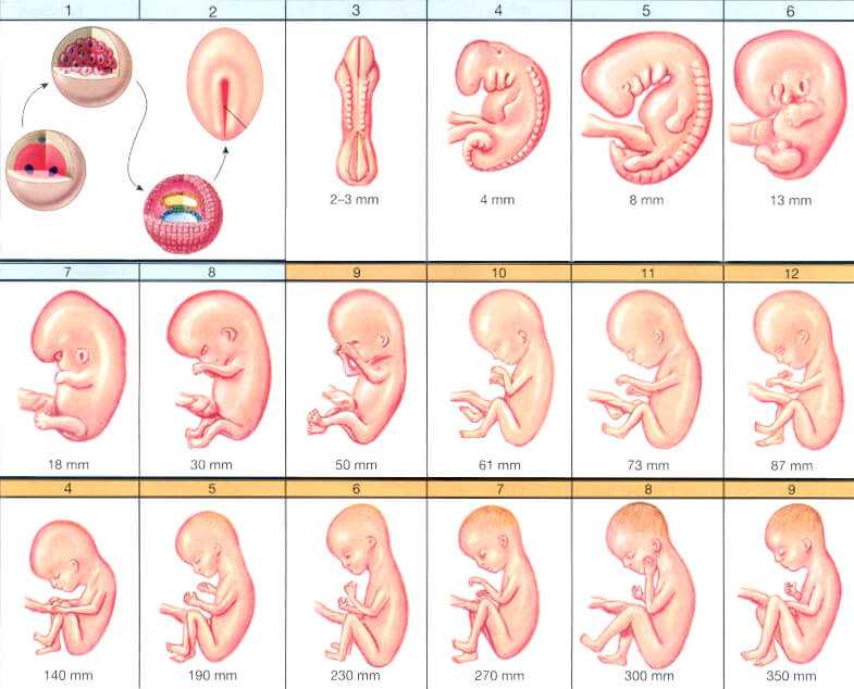 Календарь беременности. 17-20 недели