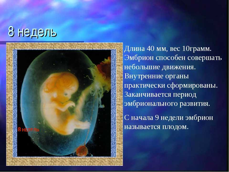 8 неделя беременности размеры плода, ощущения, что происходит, узи - умкамама.ру