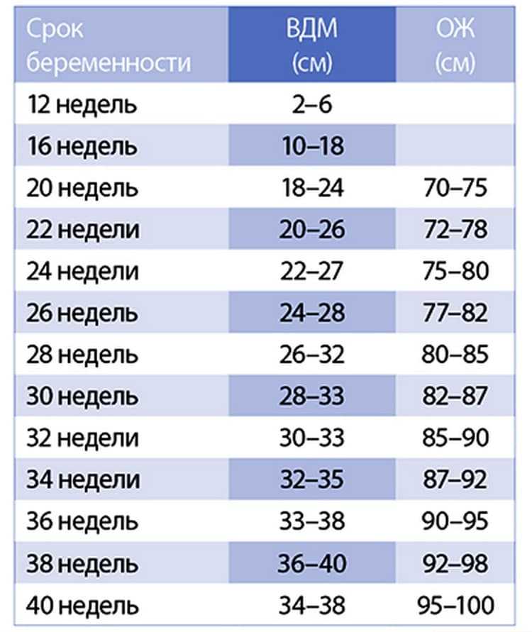 Высота стояния дна матки по неделям беременности: таблица показателей нормы