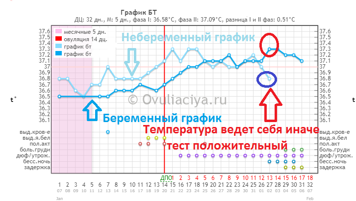 Базальная температура норма перед месячными и на ранних сроках беременности: графики