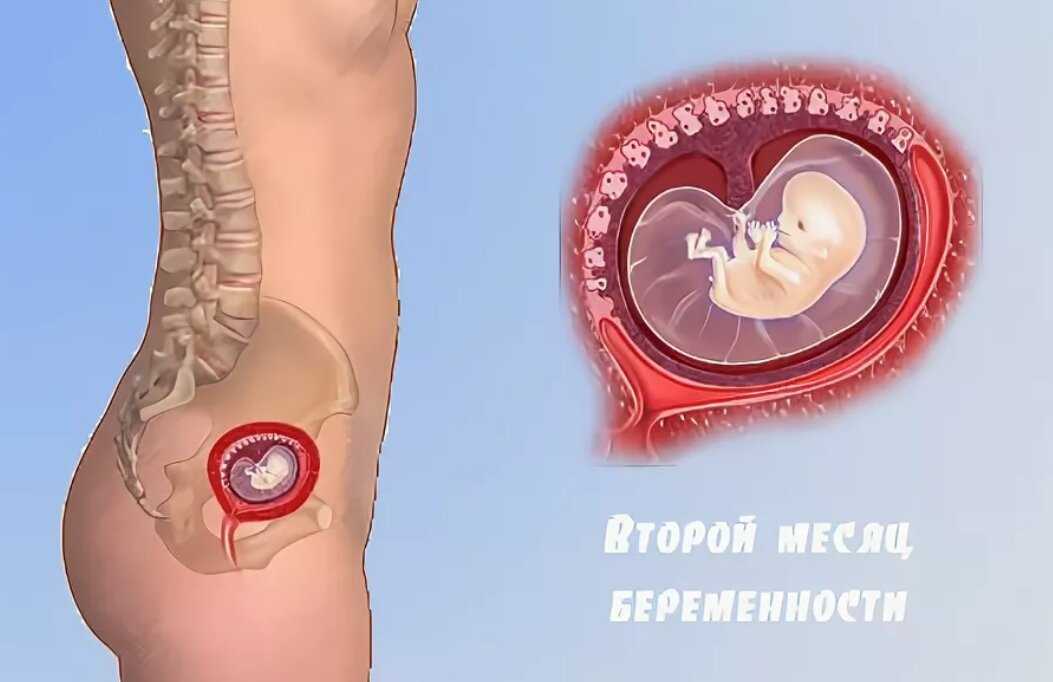 Срок беременности 2 месяца - как выглядит живот и какие могут быть признаки Смотрите фото и узнайте, как выглядит ребенок на втором месяце беременности