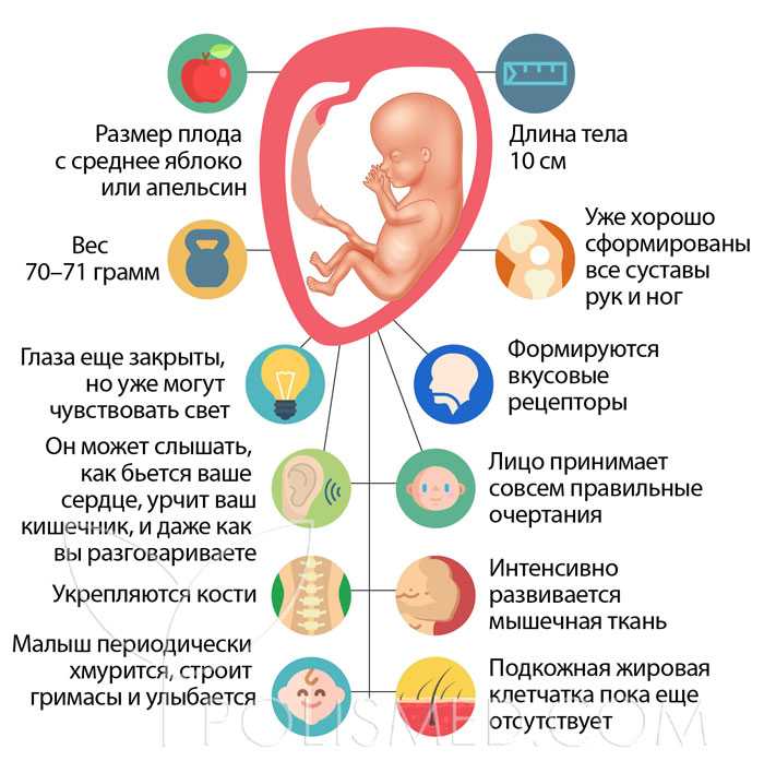 6 месяц беременности: развитие и вид малыша, ощущения, рекомендации