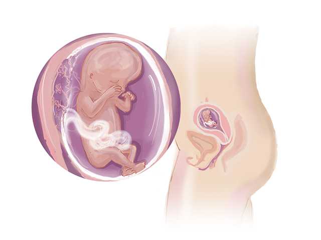 13 неделя беременности знаменует собой начало второго триместра, завершение токсикоза и скачков настроения