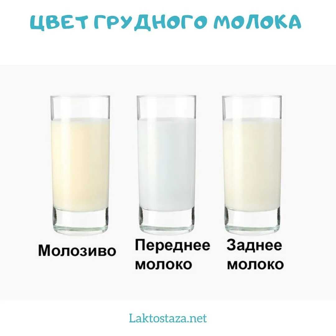Переднее и заднее грудное молоко