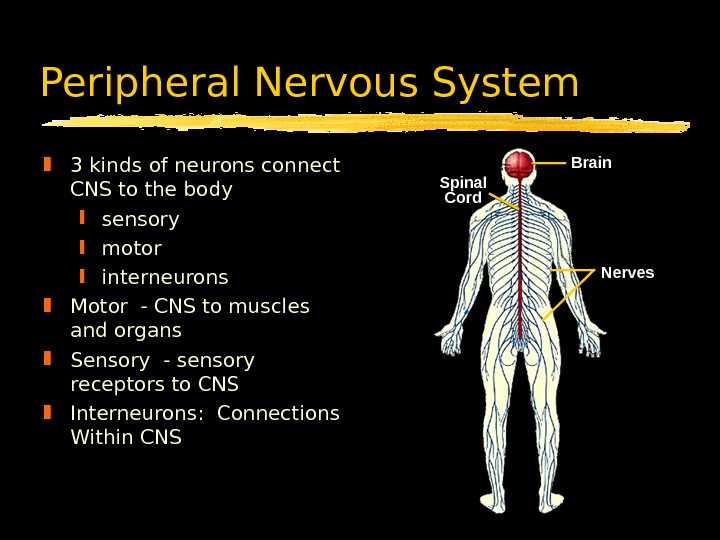 Загадки про нервная система