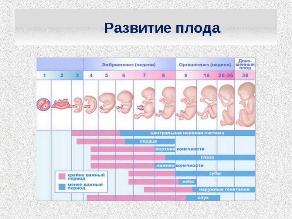 Срок беременности 2 недели от зачатия - признаки, фото и УЗИ плода, ощущения мамы Узнайте о симптомах внематочной беременности на второй неделе, что происходит с ребенком