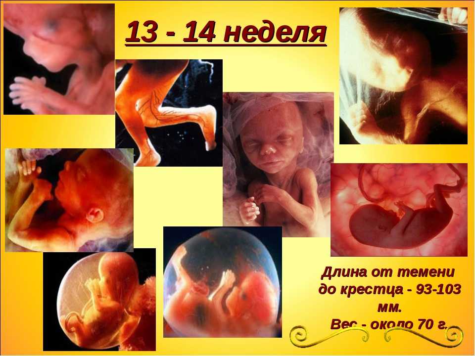 13 недель беременности развитие плода, что происходит с плодом, размер, фото, узи