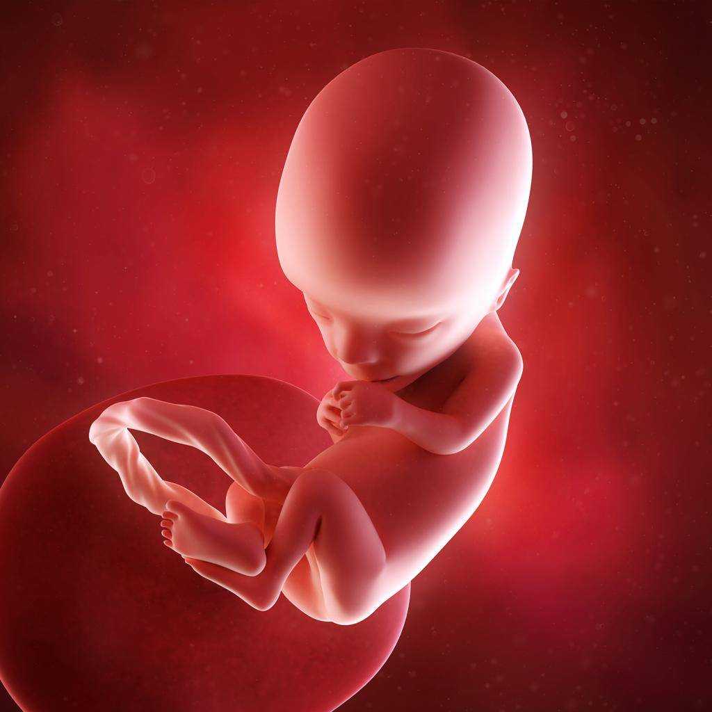 13 неделя беременности - фото живота, развитие и размеры плода, зуд, гипотония, анализы и узи, фото живота