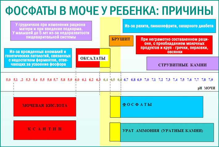 Фосфаты в моче: что это значит, причины и лечение при беременности, у ребенка - medside.ru