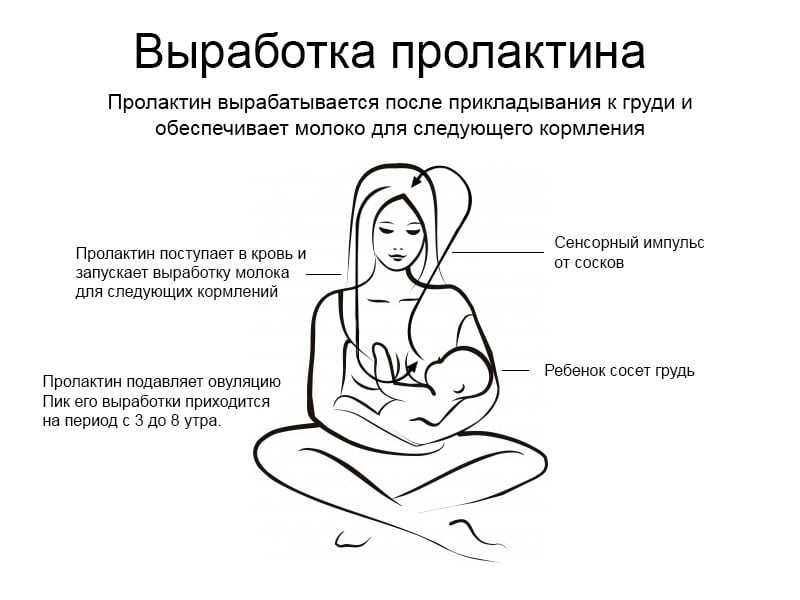 Что нужно знать молодой маме о грудном вскармливании