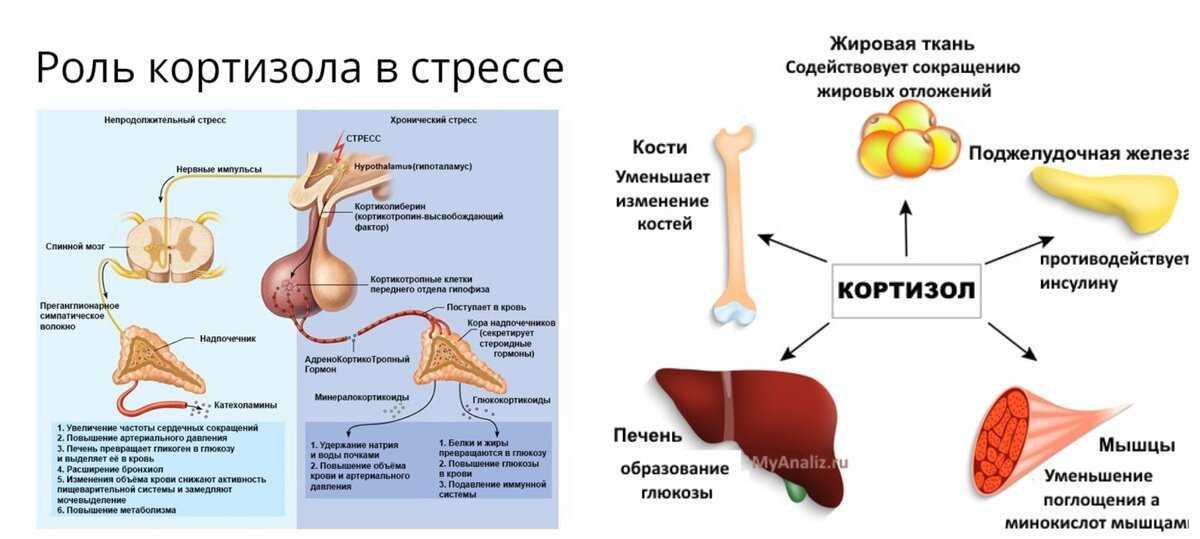Блог от иоанныпричины и симптомы повышенного кортизола у женщин
причины и симптомы повышенного кортизола у женщин