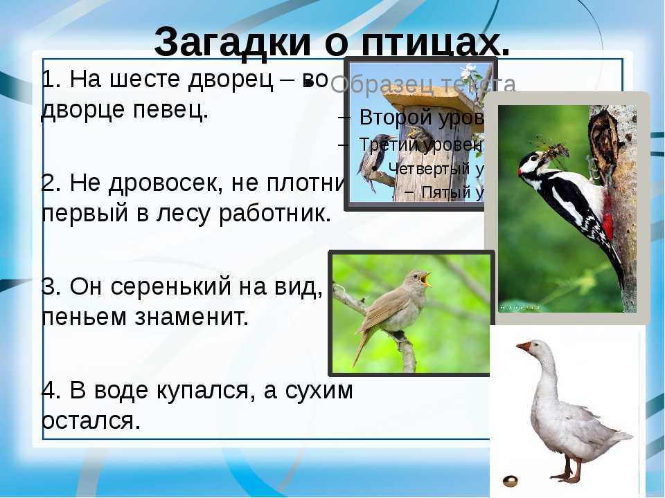 Загадки про птиц для детей с ответами