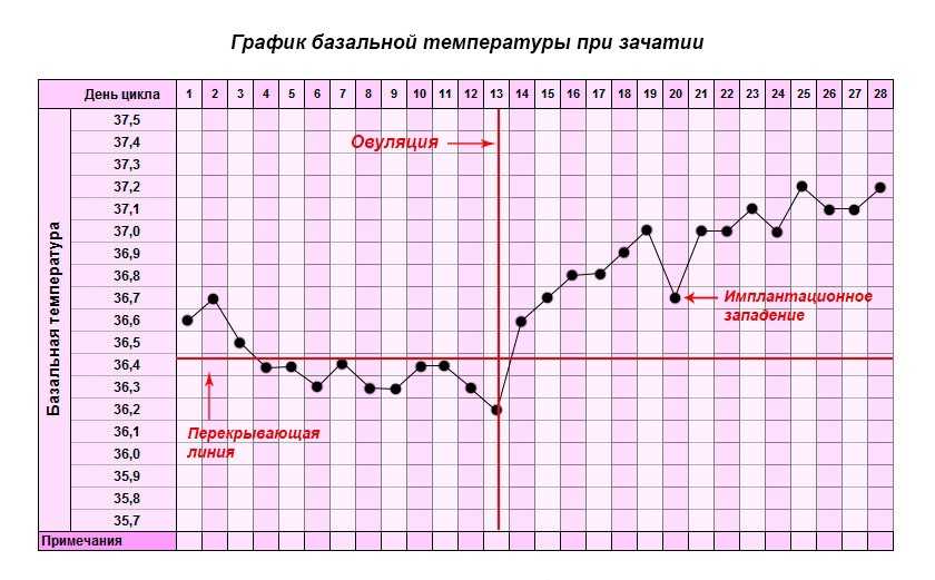 Овуляция и зачатие — что это, как связаны эти процессы