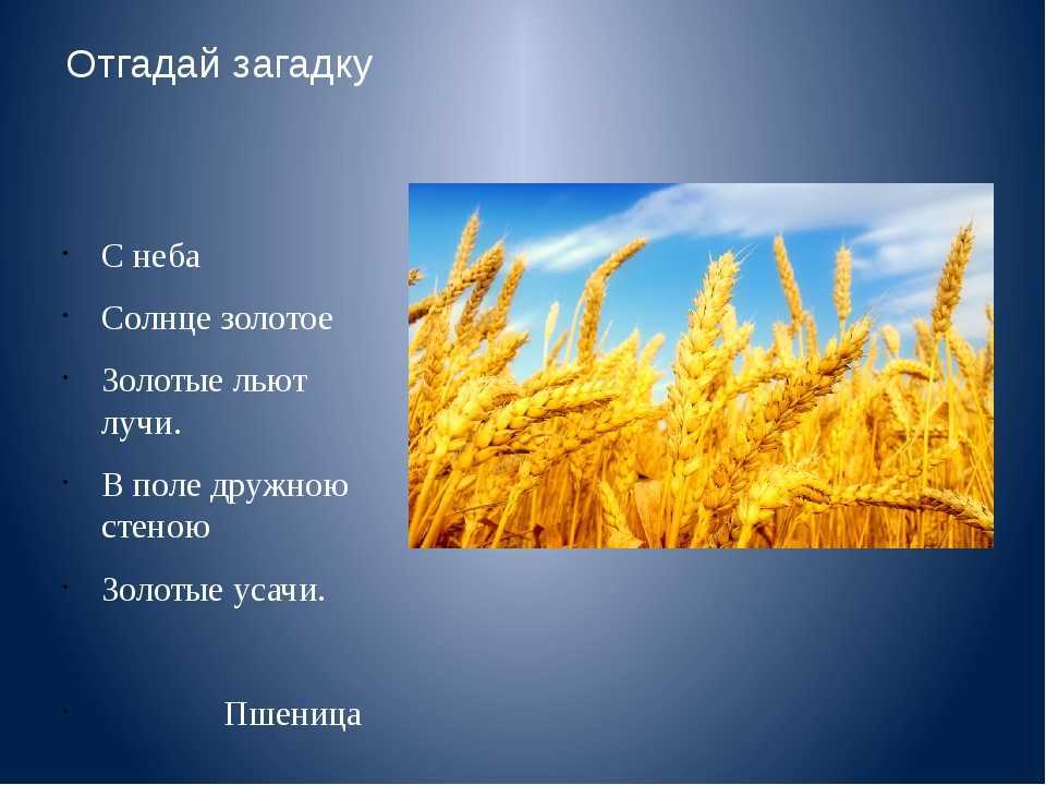 Загадка поле