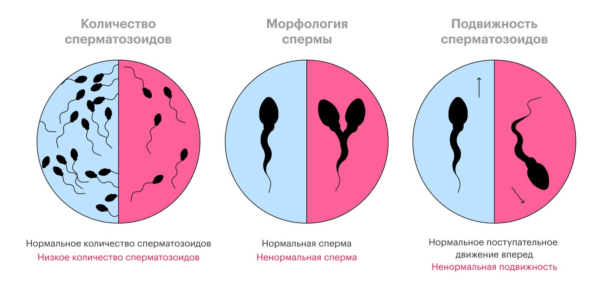 Что такое женская фертильность и от чего она зависит?