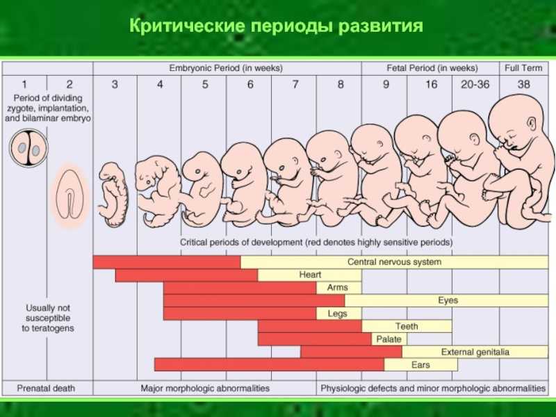 Критические периоды развития плода - это моменты, в которые беременная женщина должна быть особенно осторожной, поскольку существует возможность прерывания беременности или возникновения осложнений
