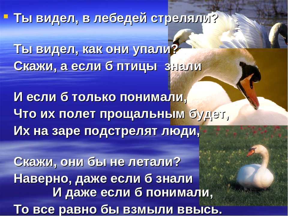 Красивые цитаты о лебедях (30 цитат)