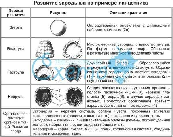 Плацента