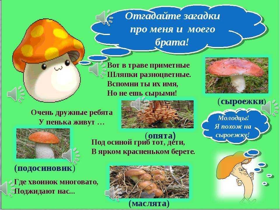 Про грибы для детей 2 класса