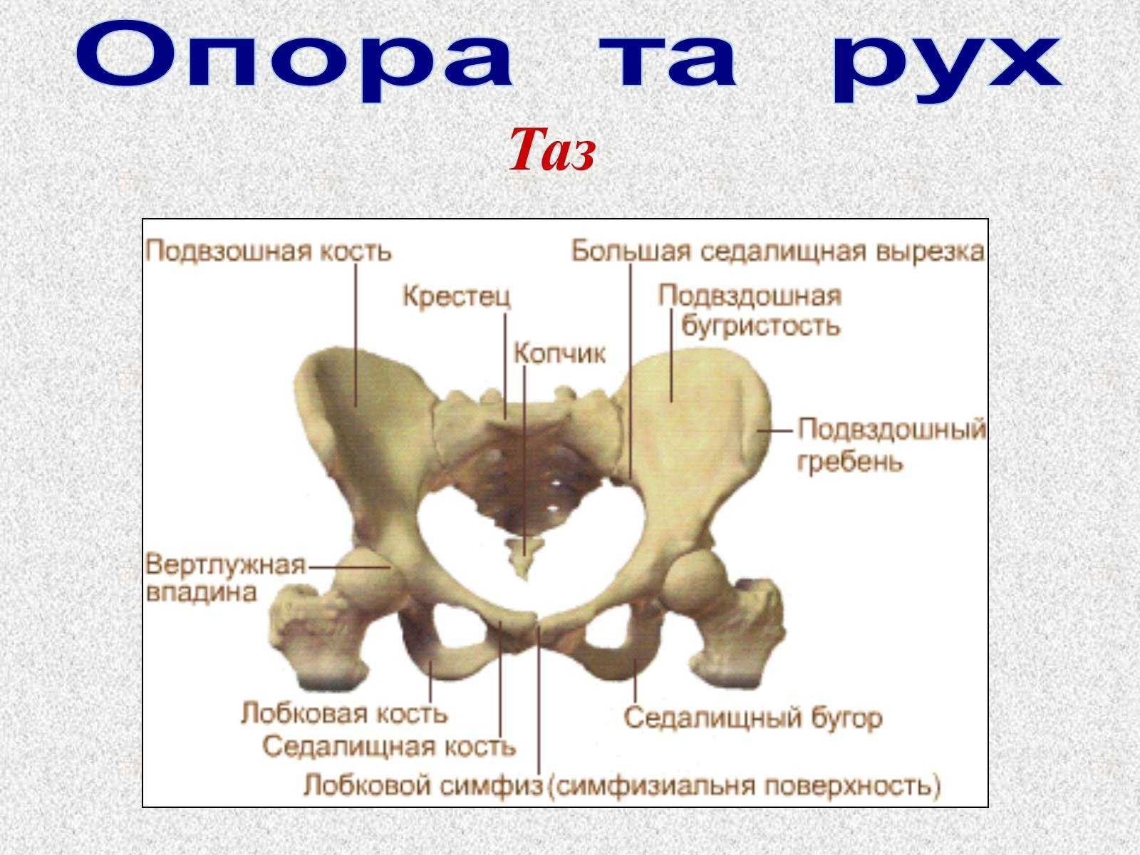 Берцовая и подвздошная кость. Таз строение тазовой кости. Анатомия подвздошной кости. Подвздошная кость женский таз кости. Лонная кость строение таза.