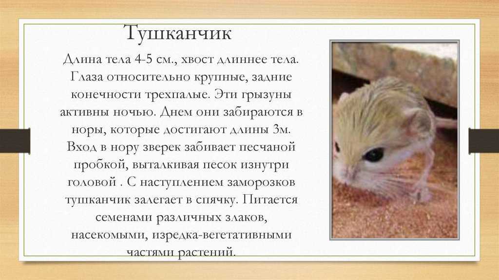 Тушканчики — миниатюрные кенгуру