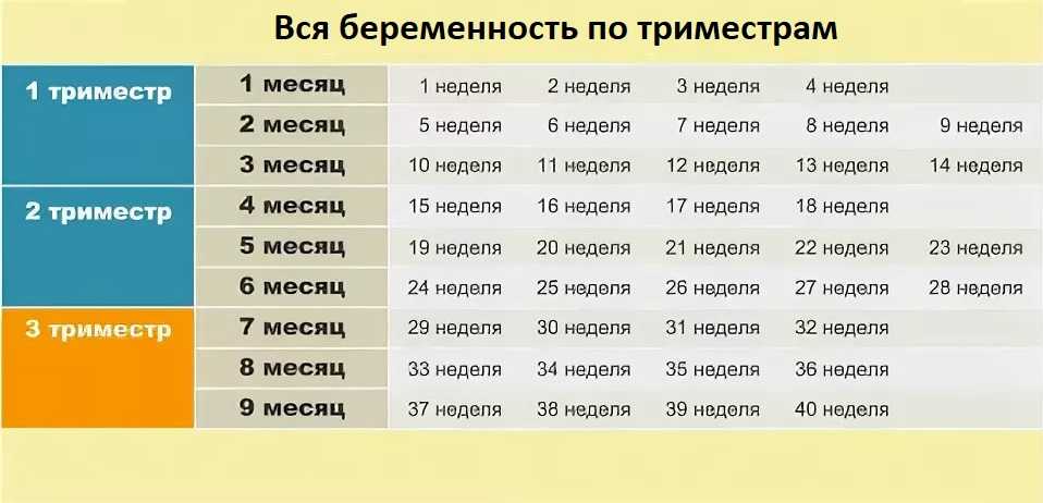 Шестой месяц беременности
