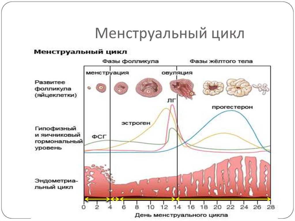 Лютеиновая фаза цикла - что это такое и как ее удлинить, когда она слишком короткая? | аборт в спб