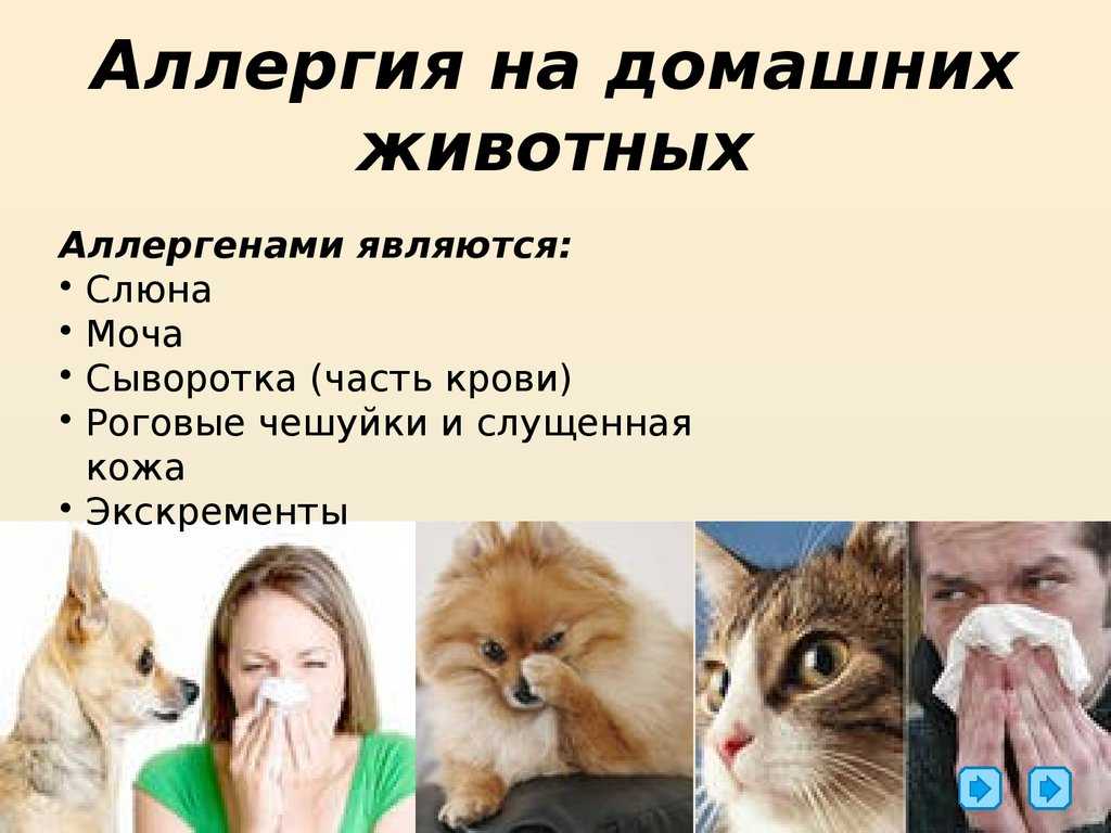 Аллергия на животных: симптомы, лечение
