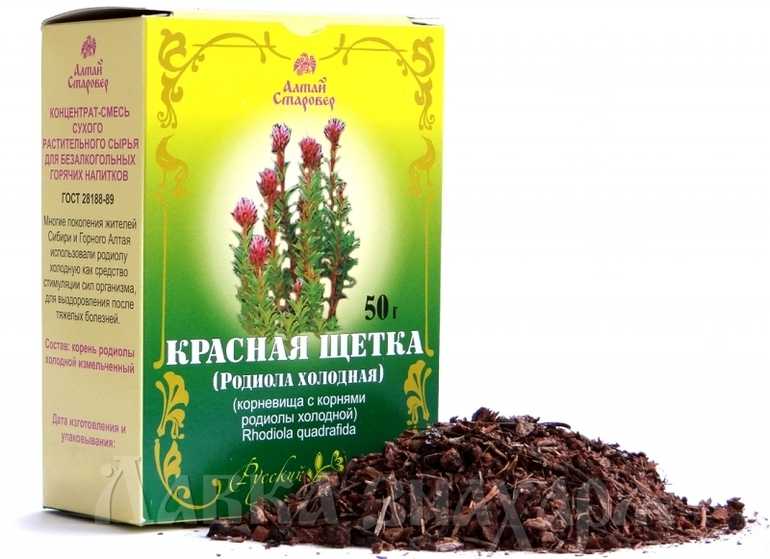 Красная щетка – лечебные свойства и противопоказания